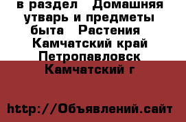  в раздел : Домашняя утварь и предметы быта » Растения . Камчатский край,Петропавловск-Камчатский г.